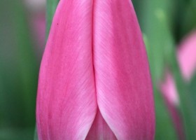 Tulipa Matchmaker ® (4)